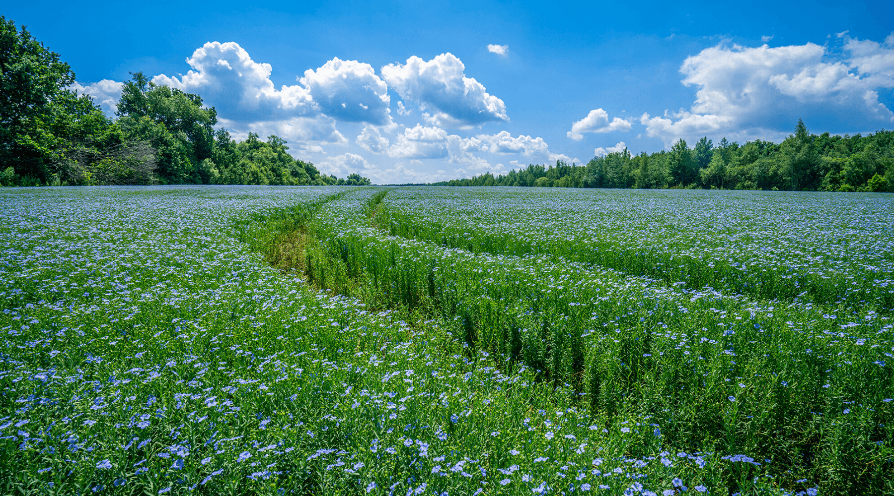 Where Is the Best Flax for Linen Grown?