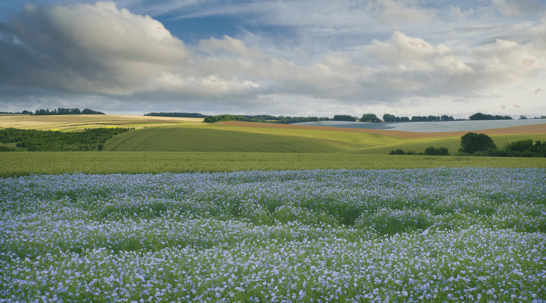 Organic European Linen Pillowcases