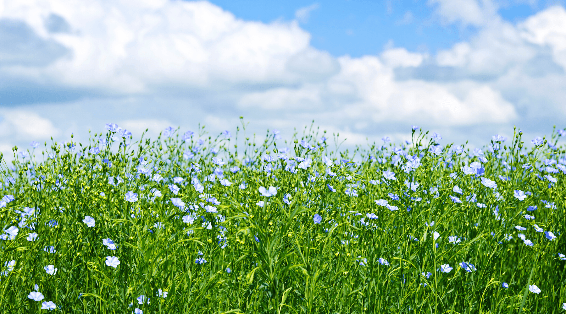 Organic European Linen Bedding