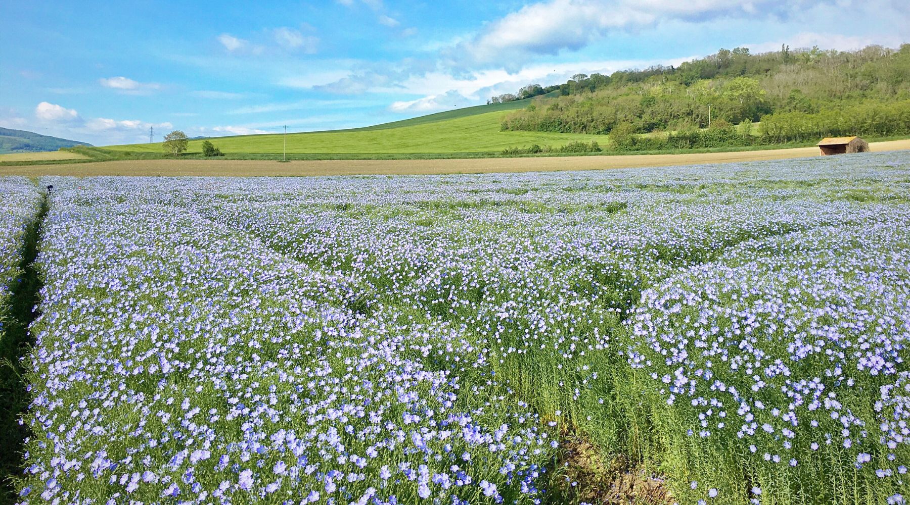 OEKO-TEX® & Masters of Flax Fibre™: What Our Certifications Mean