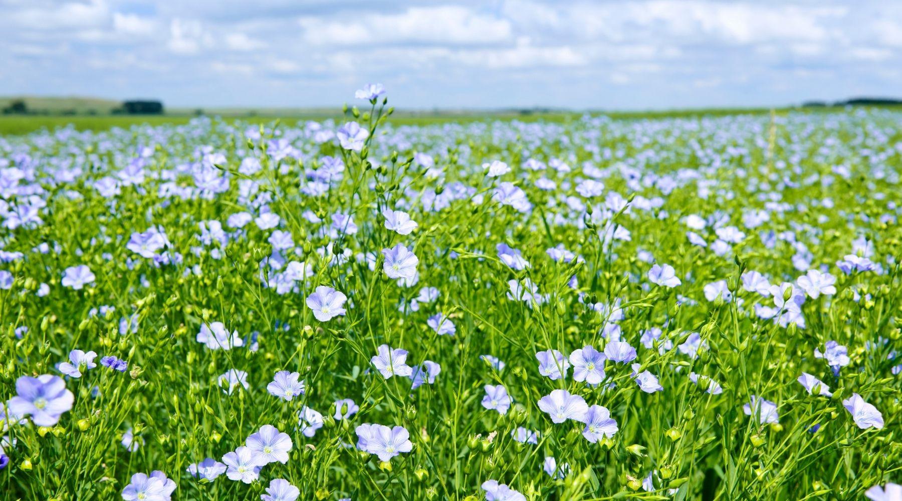 The Original Sustainable Bedding Textile: Flax Linen